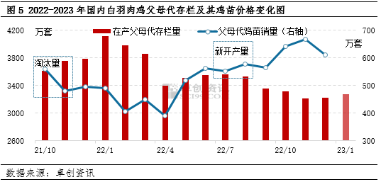 卓创资讯:白羽肉鸡苗1月价格升至近年同期较高位 2月仍有上涨空间